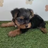 ヨークシャーテリア【宮崎県・男の子・2025年10月6日・スチールブルー&タン】の写真4