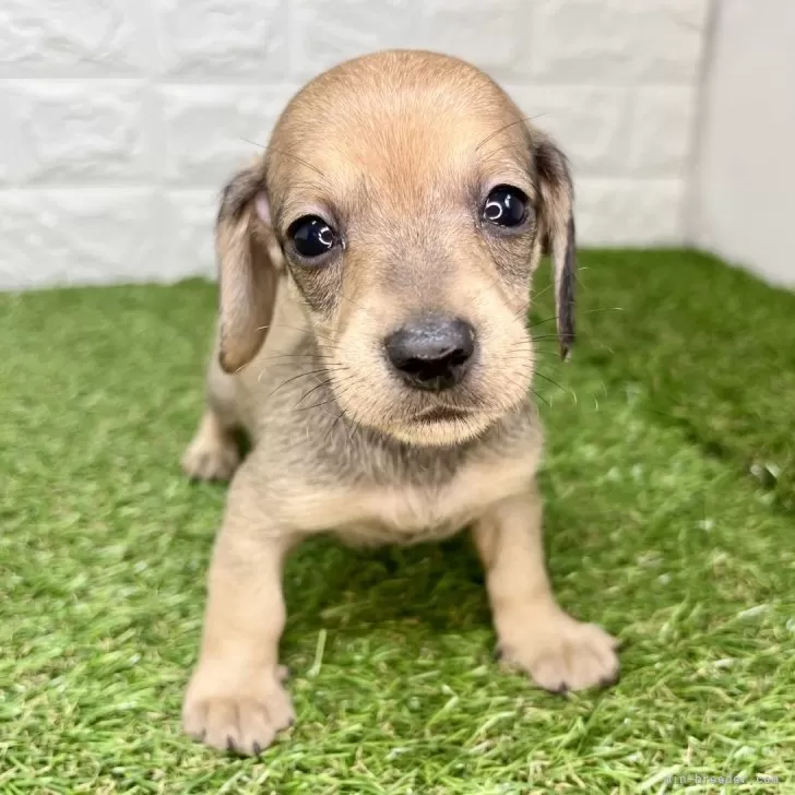 ミニチュアダックスフンド(スムース)【宮崎県・男の子・2025年10月14日・レッド】の写真1