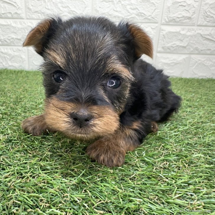 ブリーダー画像