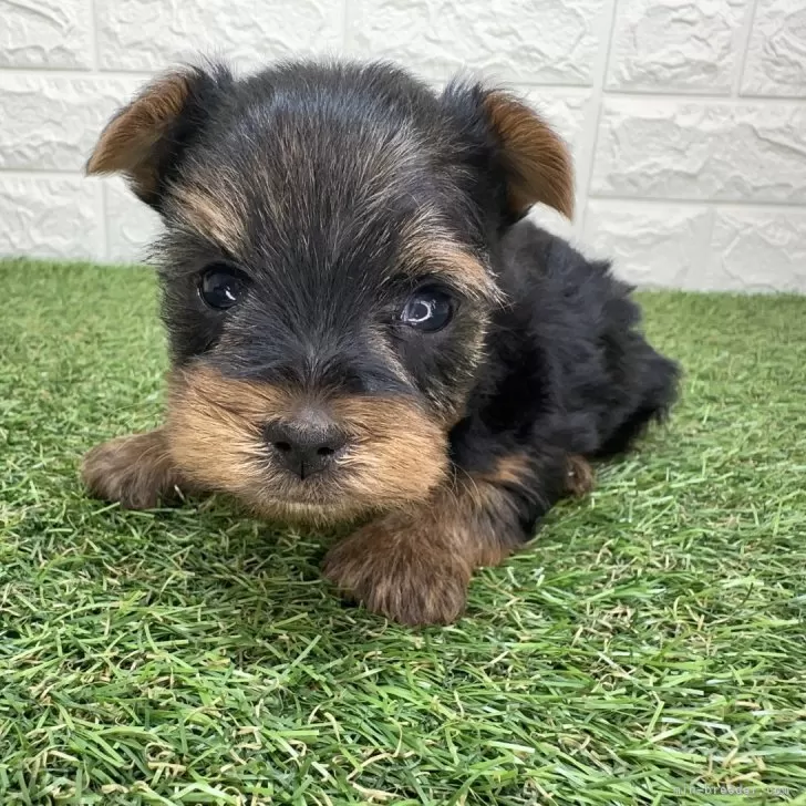 ヨークシャーテリア【宮崎県・男の子・2025年10月6日・スチールブルー&amp;タン】の写真1