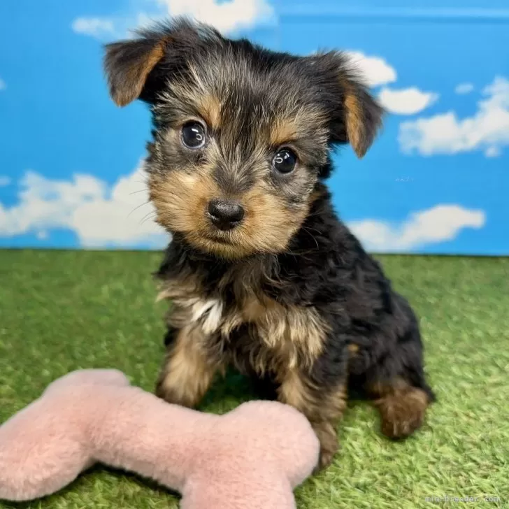 ID:2503-03125の子犬