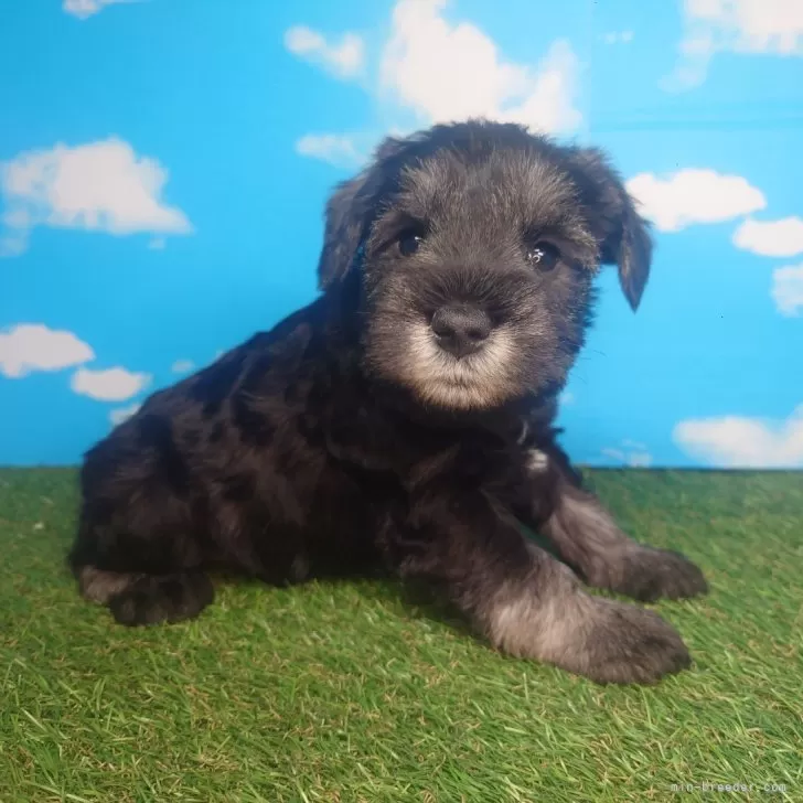 ID：2503-00083の子犬