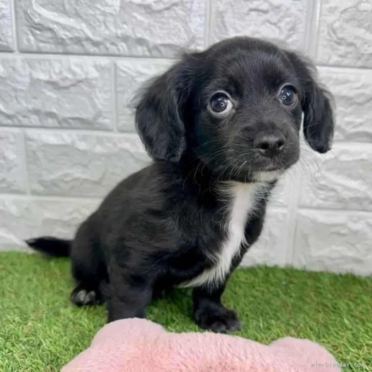 MiA 様のお迎えした子犬