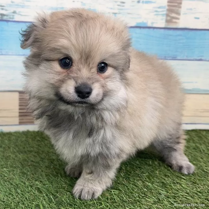 ID：2412-02307の子犬