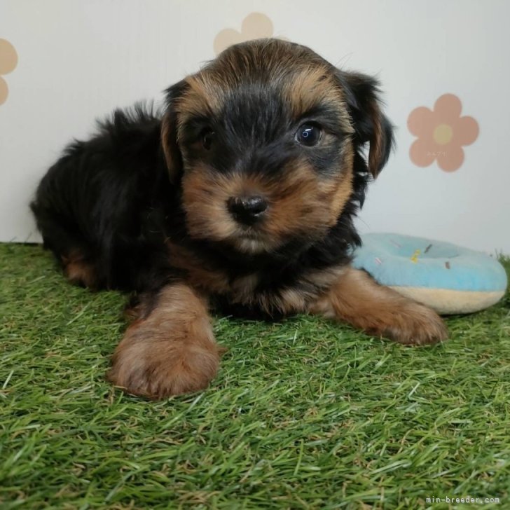 ブリーダー画像