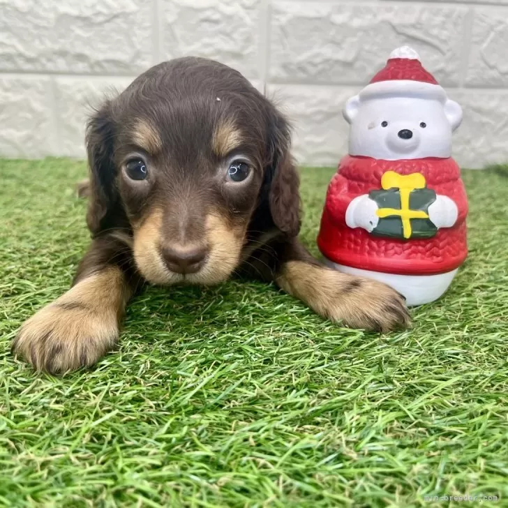 ミニチュアダックスフンド(ロング)【宮崎県・女の子・2025年10月14日・チョコレート&amp;タン】の写真1