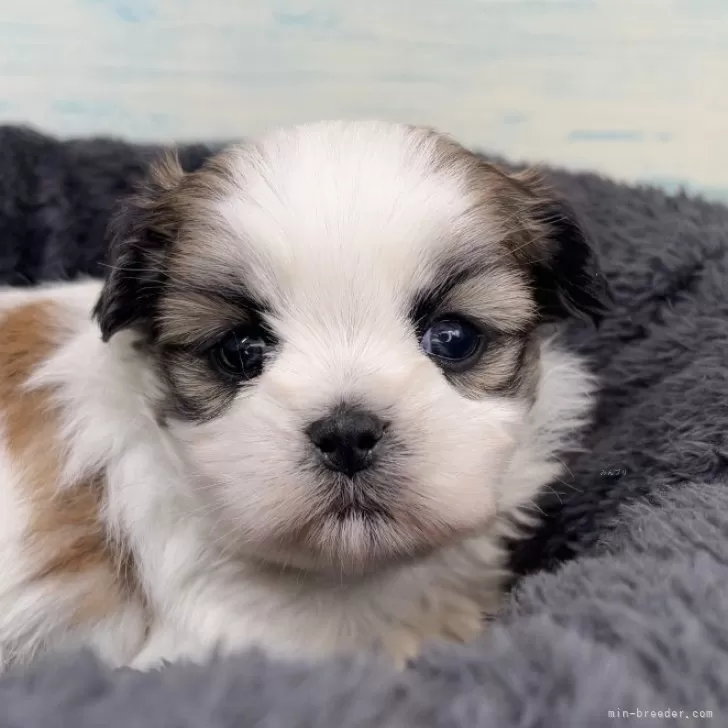 ID：2412-05064の子犬