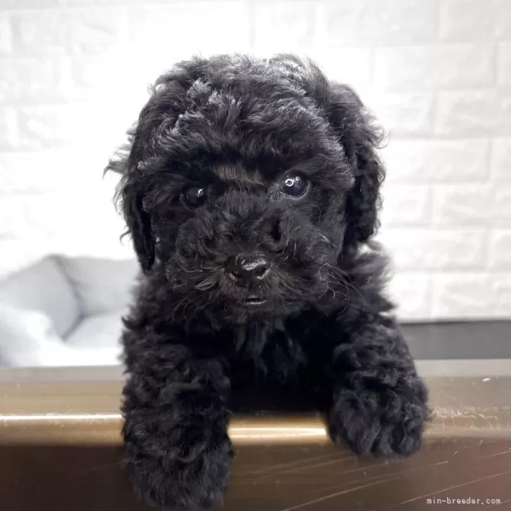 ID:2504-04596の子犬