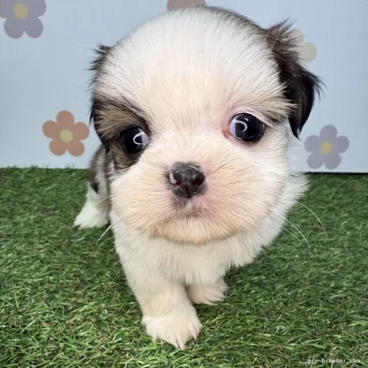 シーズー【宮崎県・男の子・2025年10月12日・ゴールド&amp;ホワイト】の写真1