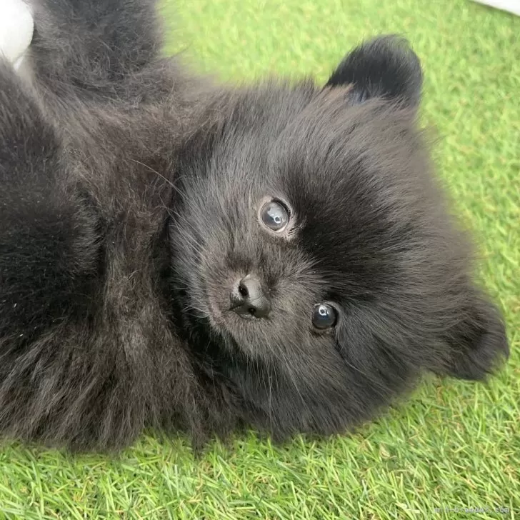 ID:2412-02602の子犬