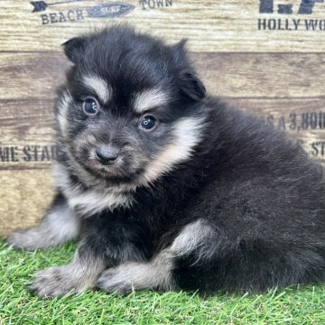 ポメラニアン【宮崎県・男の子・2025年11月18日・ブラック】の写真「可愛らしい眉がチャームポイント😆」