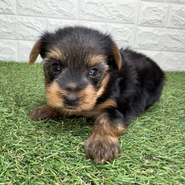 ヨークシャーテリア【宮崎県・男の子・2025年10月6日・スチールブルー&タン】の写真「人懐っこい男の子🐶」