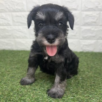 ミニチュアシュナウザー【宮崎県・女の子・2025年10月6日・ブラック&シルバー】の写真「甘えん坊な長女ちゃん❤️」