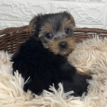 ヨークシャーテリア【宮崎県・女の子・2025年10月6日・スチールブルー&タン】の写真「とても美人な女の子💞」