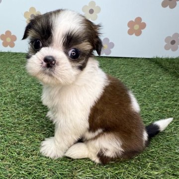 シーズー【宮崎県・女の子・2025年10月12日・ゴールド&ホワイト】の写真「元気いっぱいな女の子👧」