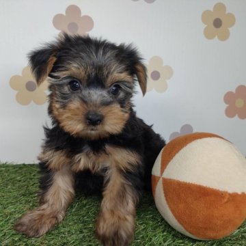 ヨークシャーテリア【宮崎県・男の子・2025年10月6日・スチールブルー&タン】の写真「人懐っこい男の子💙」