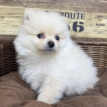 ポメラニアン【宮崎県・男の子・2025年4月22日・クリーム】の写真「少し体が小さめな男の子です！」