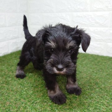 ミニチュアシュナウザー【宮崎県・女の子・2025年9月28日・ブラック&シルバー】の写真「パッチリおめめの女の子です。」