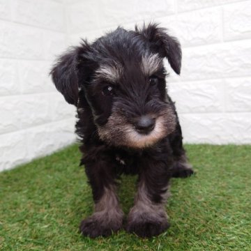 ミニチュアシュナウザー【宮崎県・男の子・2025年9月28日・ブラック&シルバー】の写真「好奇心旺盛な男の子です！」