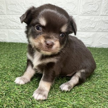 チワワ(ロング)【宮崎県・男の子・2025年11月14日・チョコレートタン&ホワイト】の写真「マイペースな男の子🎀」