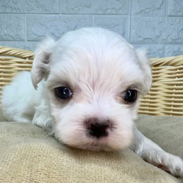 マルチーズ【宮崎県・男の子・2025年7月11日・ホワイト】の写真「人懐っこい子✨」