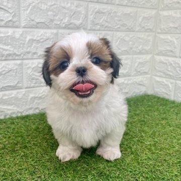 シーズー【宮崎県・男の子・2025年9月15日・ゴールド&ホワイト】の写真「ぱっちりおめめな男の子🥰」