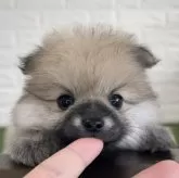 ポメラニアン
