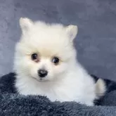 ポメラニアン