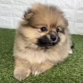 ポメラニアン