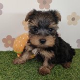 ヨークシャーテリア