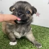 チワワ(ロング)