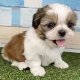 シーズー