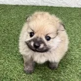 ポメラニアン