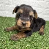 ヨークシャーテリア【宮崎県・女の子・2025年10月6日・スチールブルー&タン】の写真1