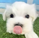 マルチーズ