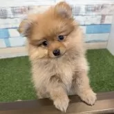 ポメラニアン
