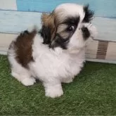 シーズー