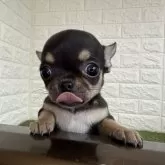 チワワ(スムース)