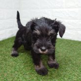 ミニチュアシュナウザー