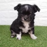 チワワ(ロング)