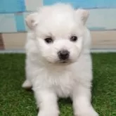 ポメラニアン