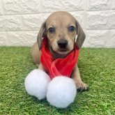 ミニチュアダックスフンド(スムース)