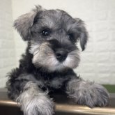 ミニチュアシュナウザー