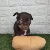 チワワ(スムース)