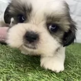 シーズー