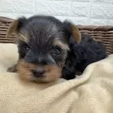 ヨークシャーテリア【宮崎県・男の子・2025年10月6日・スチールブルー&タン】の写真2