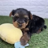 ヨークシャーテリア【宮崎県・男の子・2025年10月6日・スチールブルー&タン】の写真2