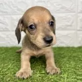 ミニチュアダックスフンド(スムース)【宮崎県・男の子・2025年10月14日・レッド】の写真2