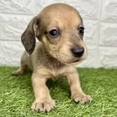 ミニチュアダックスフンド(スムース)【宮崎県・男の子・2025年10月14日・レッド】の写真3