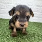 ヨークシャーテリア【宮崎県・女の子・2025年10月6日・スチールブルー&タン】の写真4